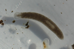 Dendrocoelidae