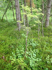 Peucedanum verticillare