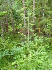 Peucedanum verticillare