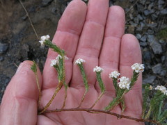 Kelleria multiflora