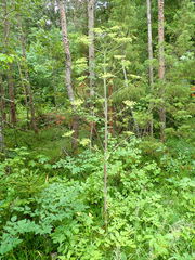 Peucedanum verticillare