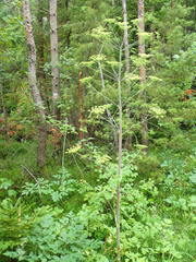 Peucedanum verticillare