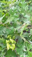 Aceria querci