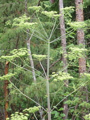 Peucedanum verticillare