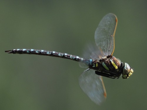 Sedge Darner