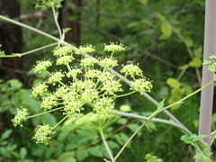 Peucedanum verticillare