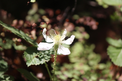 Image of Rubus humistratus by (c) José Belem Hernández Díaz, some rights reserved (CC BY)