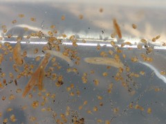 Dendrocoelidae