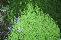 Callitriche heterophylla