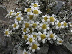 Leucogenes grandiceps