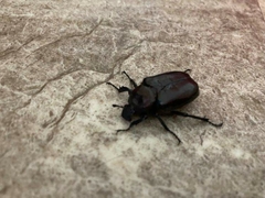 Osmoderma subplanata