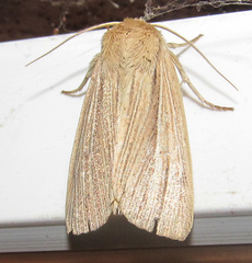 Mythimna pallens