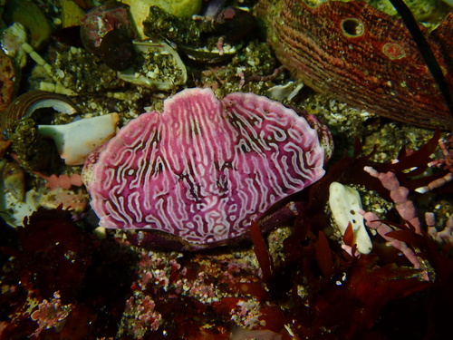 Red Rock Crab, photo 5 of 10