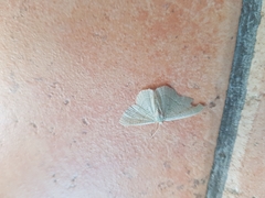 Poecilasthena pulchraria