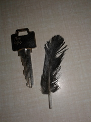 Aves