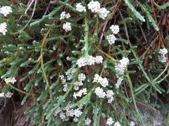 Kelleria multiflora