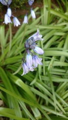 Hyacinthoides hispanica