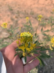 Cleomella lutea