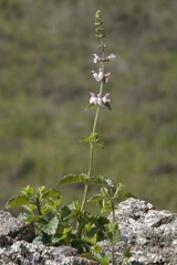 Stachys rigida rigida
