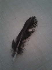 Aves