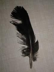 Aves