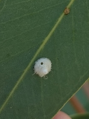 Psyllaephagus bliteus