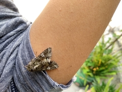 Lepidoptera