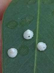 Psyllaephagus bliteus