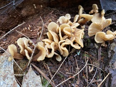 Spathulariopsis velutipes
