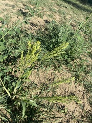 Sorghum bicolor bicolor