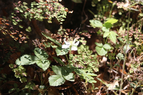 Image of Rubus humistratus by (c) José Belem Hernández Díaz, some rights reserved (CC BY)