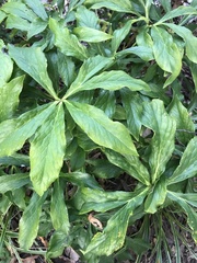 Hybanthus concolor
