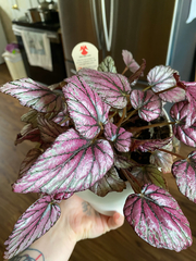 Begonia rex-cultorum