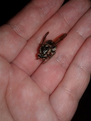 Dolichovespula maculata