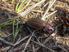 Carabus monilis