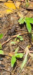 Leptodactylus albilabris