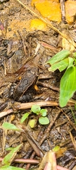Leptodactylus albilabris