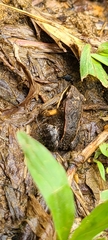Leptodactylus albilabris