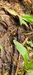 Leptodactylus albilabris