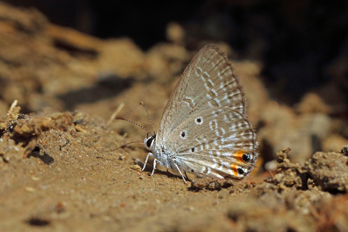 Photo of Tailed Smoky Blue (Euchrysops osiris)