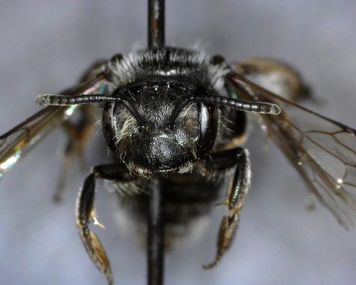 iNaturalist observation photo of Mining Bees