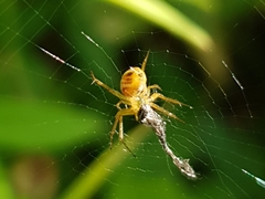 Araneae