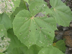 Abutilon mollicomum