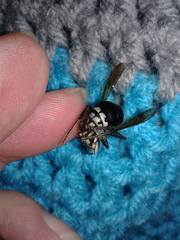 Dolichovespula maculata