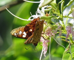 Myscelus amystis hages
