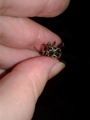 Dolichovespula maculata