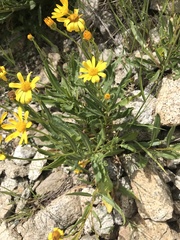 Senecio pyrenaicus