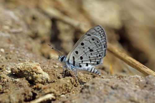 Photo of Black-bordered Babul Blue (Azanus moriqua)