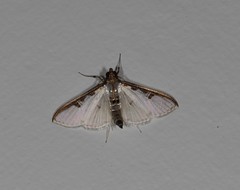 Palpita cirralis