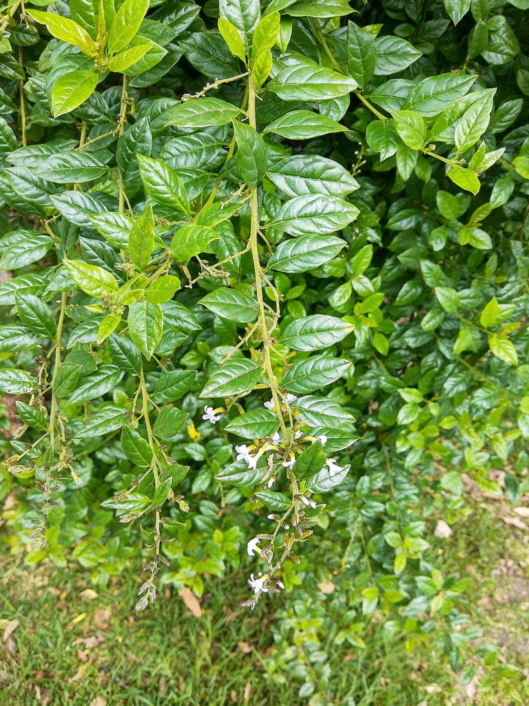 Duranta mutisii from El Carmelo, Suba, Bogotá, Bogota, Colombia on ...